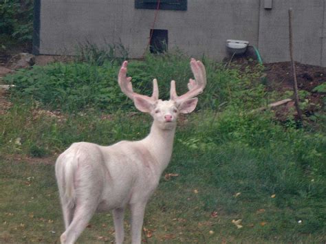 Albino Whitetail Deer In Northern Wisconsin