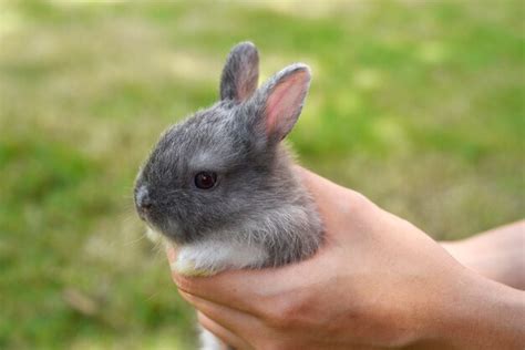 Premium Photo Adorable Lopsided Bunny In Hands Cute Pet Rabbit Being