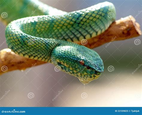 Green Viper Stock Image Image Of Crawling Strike Coils 22109825