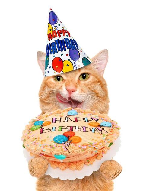 Happy Birthday Cat Images Hammpy Birthday Time Happy Birthday Cat Images Happy