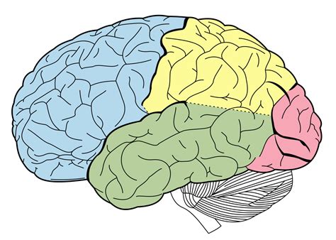 Cerebro Humano Sus Partes Y Funciones Principales