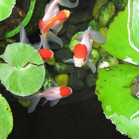 7 Fish To Keep With Goldfish In Ponds Goldfish Pond Mates Pond Informer