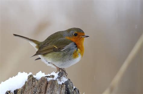Ich bin rotkehlchen und bestehe aus köstlichen trauben gespritzt mit prickelndem wasser. Rotkehlchen Foto & Bild | winter, natur, singvogel Bilder ...