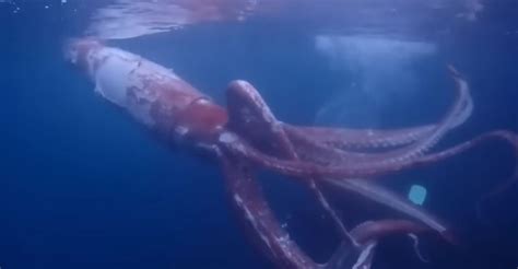 The Kraken Is Real And Its Not Staying In The Deep Boating News Hubb