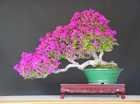 Dibiarkan sampai berbunga dan bunganya mengering. Jenis-jenis Bunga Bougenville yang Bisa Dijadikan Bonsai ...