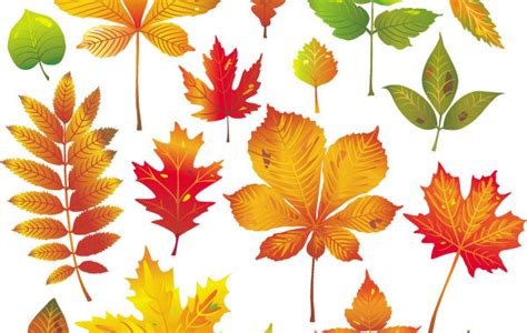 Free Vectors Autumn Leaves Vector 1 Leafvector