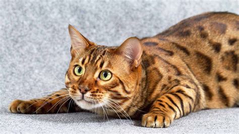 The price of a bengal kitten ranges from $400 to $10,000 depending on a few factors. Bengal Cat One of The World's Most Expensive Cat ...