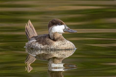 Ruddy Duck — Eastside Audubon Society
