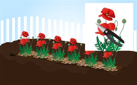 Container plants require more frequent watering than those. How to Grow Poppies (with Pictures) - wikiHow