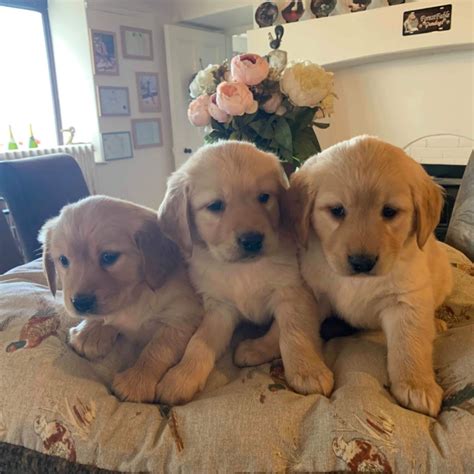 A golden retriever puppy pile! 3 golden retriever puppies 2 boys and 1 girl | Llanelli, Carmarthenshire | Pets4Homes