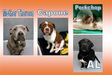 Pet emergency clinic is an extension of your general practice veterinarian's office. Emergency Surgery & 3 Dogs with Heartworm Disease ...