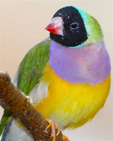 These Small Brightly Colored Birds Have Green Backs Yellow Bellies