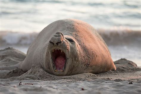 What Do Elephant Seals Eat? - WorldAtlas