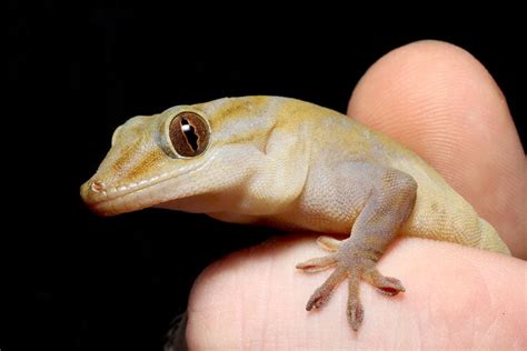 Golden Gecko Facts Info And Care Guide With Pictures Pet Keen