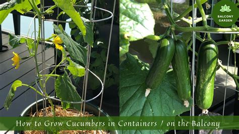 How To Grow Cucumbers In Containers On The Balcony From Seed To Harvest Youtube