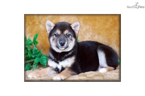 Explore 7 listings for shiba inu for sale uk at best prices. Meet Mini Boy a cute Shiba Inu puppy for sale for $800 ...