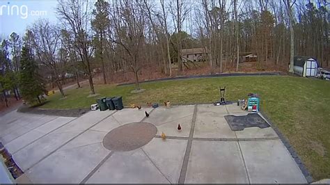 My Mom Uses Ring Cam To Order Her Chickens Back Inside Youtube
