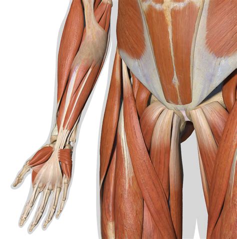 The word muscles refer to all contractile tissue. Zygote::3D Male Muscular System | Medically Accurate | Human