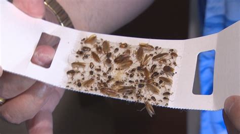 Massive populations of these critters in your home. Minister grilled on plan for 'bug-infested, crime-ridden ...