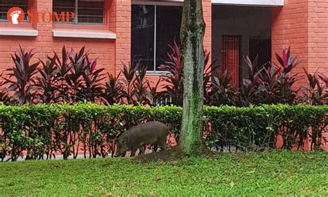 Check out these places for a glimpse at wild animals roaming free, but be sure to keep your distance: Lone wild boar regularly sighted in Yew Tee HDB estate ...