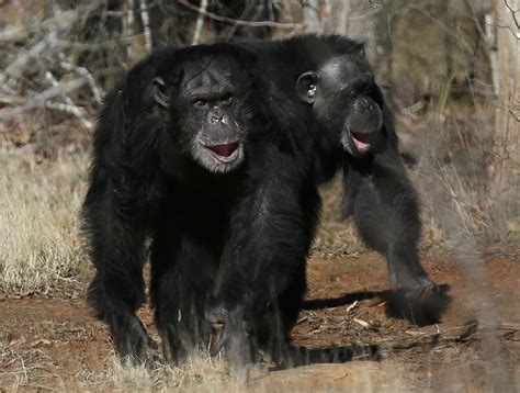 Human Ancestors Got Herpes From Chimps Nbc News