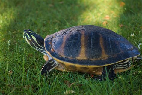 With its spiked shell, beaklike jaws, and thick, scaled tail, this species is often referred to as the dinosaur. Free Images : nature, grass, meadow, animal, wildlife, pet ...