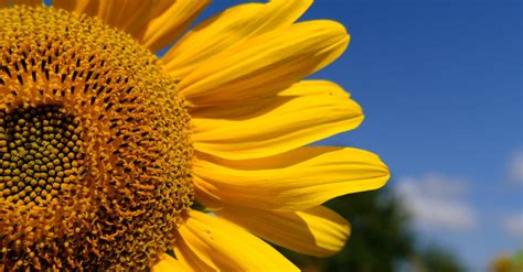 Yellow Sunflower Under Blue Sky · Free Stock Photo
