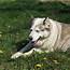 The Alaskan Malamute Has A Life Expectancy Of Approximately 10 12 Years 