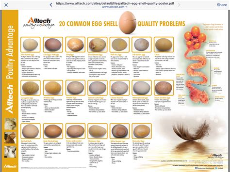 Egg Color Chart Chickens