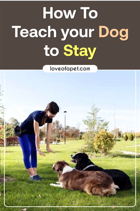How To Teach Your Dog To Stay A Simple Step By Step Guide Love Of A