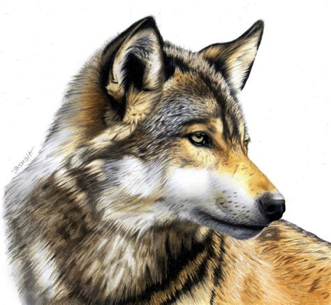 Grab your pencil and paper and follow along as i guide you through these step by step drawing. Colored Pencil Drawing of a Wolf by JasminaSusak on DeviantArt