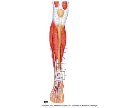 These are the pronator teres, flexor carpi. Superficial anterior view of leg muscles