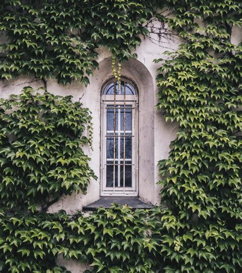 'veitchii' is great for autumn colour in your garden. Plant Spotlight: Boston Ivy