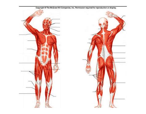 Anterior full body muscle diagram. Muscles diagram
