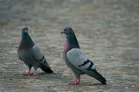 Anche voi non sopportate i piccioni, soprattutto quando vi volano vicino a casa? Piccioni, 5 semplici rimedi per tenerli lontani dal ...
