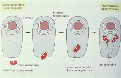 Protists and animals kingdoms animals kingdom only protists and fu … ngi kingdoms protists kingdom only. CSIR LIFE SCIENCE PREPARATION: Membrane-Bound Organelles