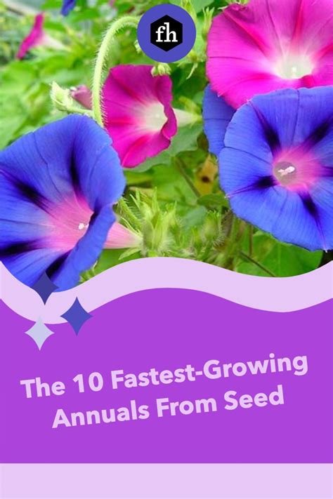 The 10 Fastest Growing Annuals From Seed Fast Flowers Growing Seeds