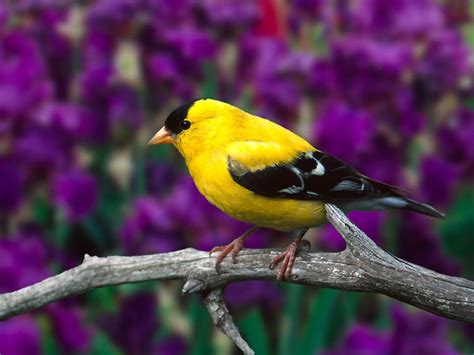In addition to what you'll pay for the canary, make sure you have the right size cage for these active birds. Canary - The Utility Bird Turned Pet | Fun Animals Wiki ...