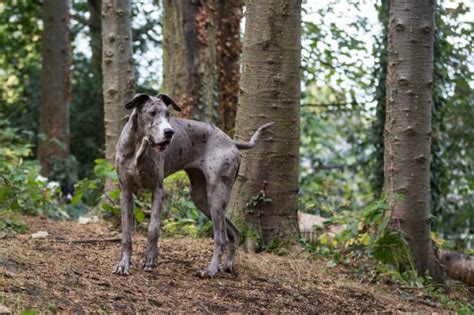 10 Mighty Facts About Great Danes Mental Floss