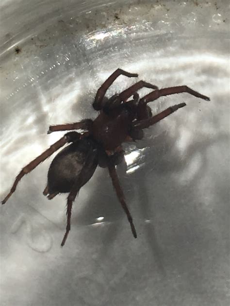Scotophaeus Blackwalli Mouse Spider In Issaquah Washington United States