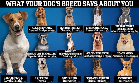 What Breed Should I Get For My First Dog A Guide To Choosing The