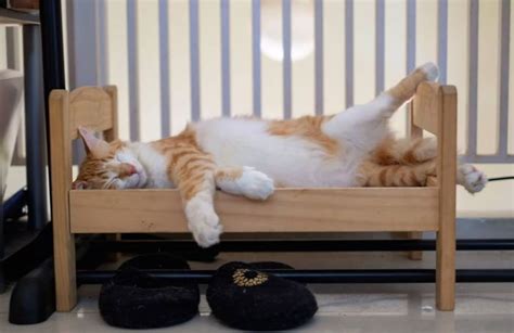Cat Bed In 2020 Cat Bed Ikea Cat Bed Kid Beds