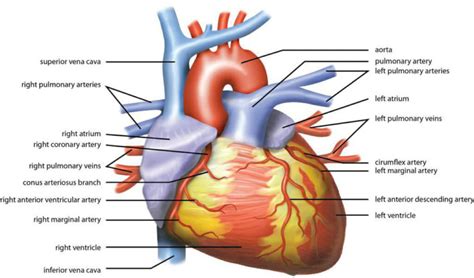 Анатомия человеческого сердца Fissi