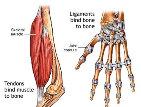 Difference Between Tendon And Ligament