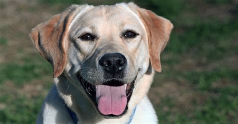 12 Realities New Labrador Owners Must Accept