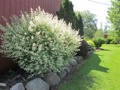 The dappled willow is very popular, but when and how do you prune it? Salix intega Hakuro Nashiki dappled willow shrub ...