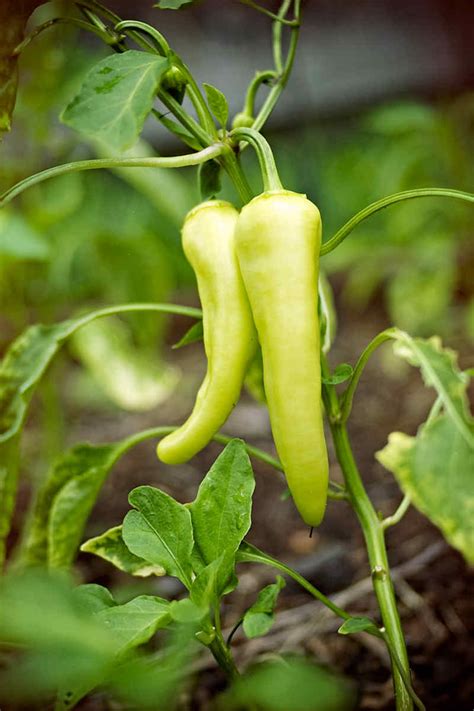 Growing Banana Peppers In Containers And Pots