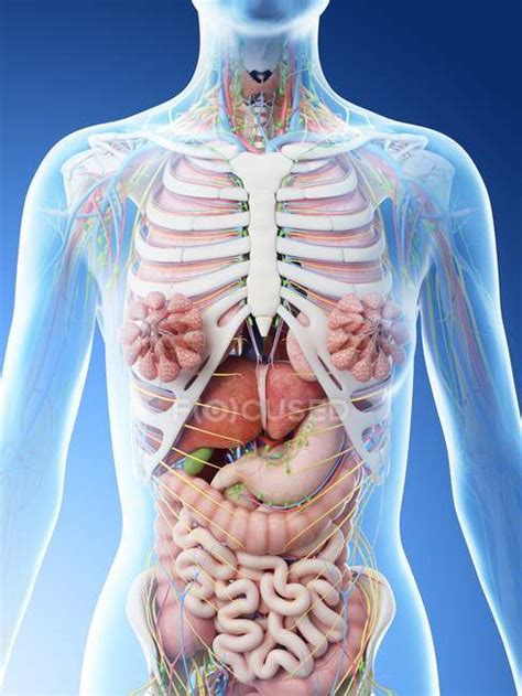 Female Upper Body Anatomy And Internal Organs Computer Illustration D Rendering Blue
