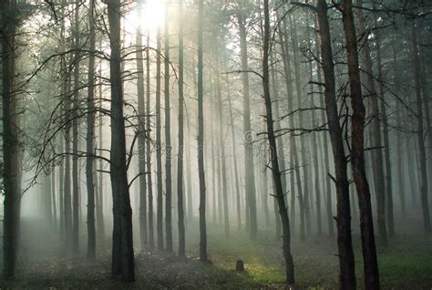 A Fog In The Summer Pine Forest Stock Image Image Of Quiet Summer
