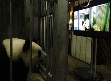Just Shoots And Leaves Giant Panda Caught Masturbating On Camera World News Metro News